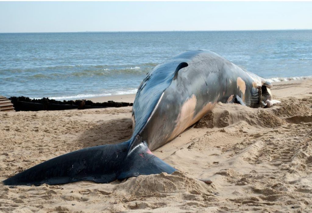 Encalhe de Animais Marinhos Preocupa Autoridades em Salvador