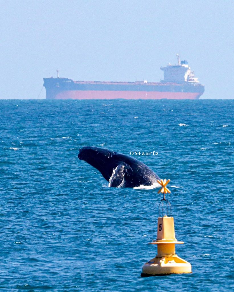 Surfista registra encontro com baleia, no Farol da Barra, em Salvador