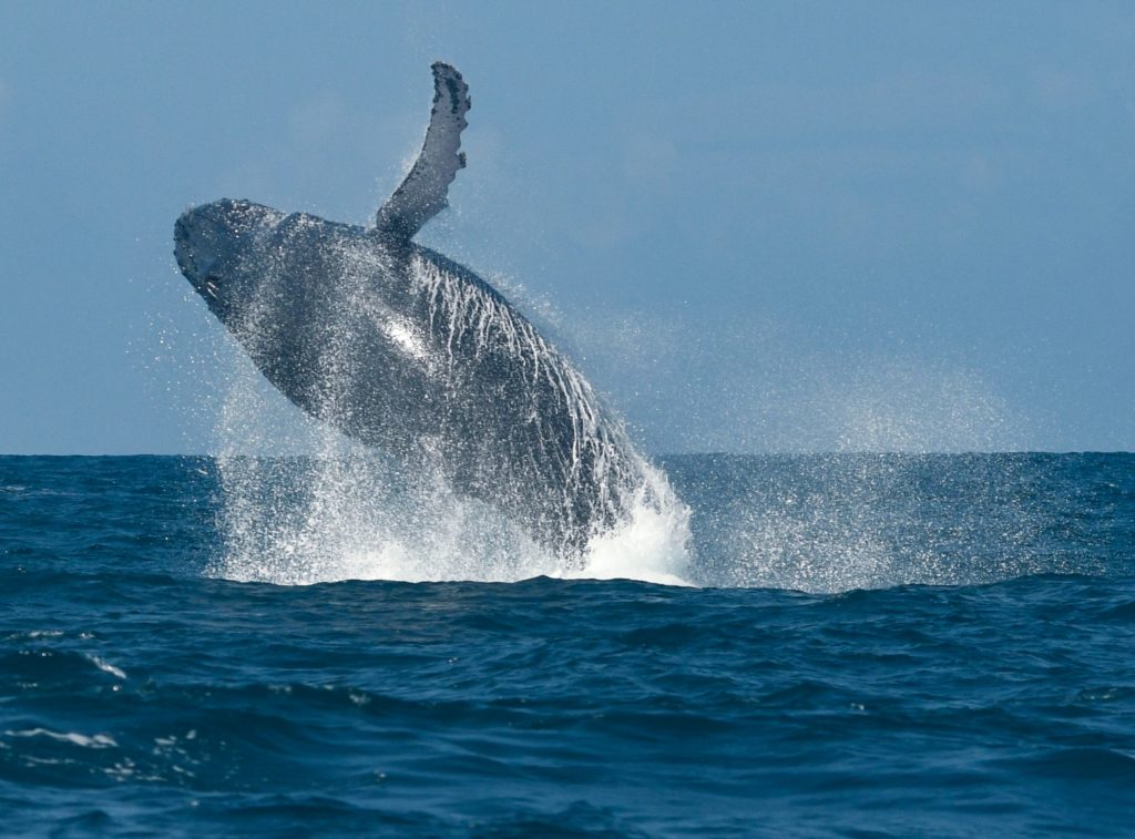 Projeto Baleia Jubarte Realiza Primeiro Cruzeiro de Pesquisa da Temporada 2024 em Salvador
