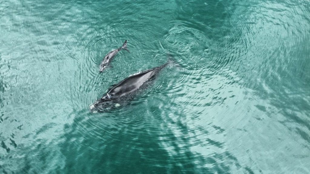 27 baleias são observadas em um único dia no mar de Salvador