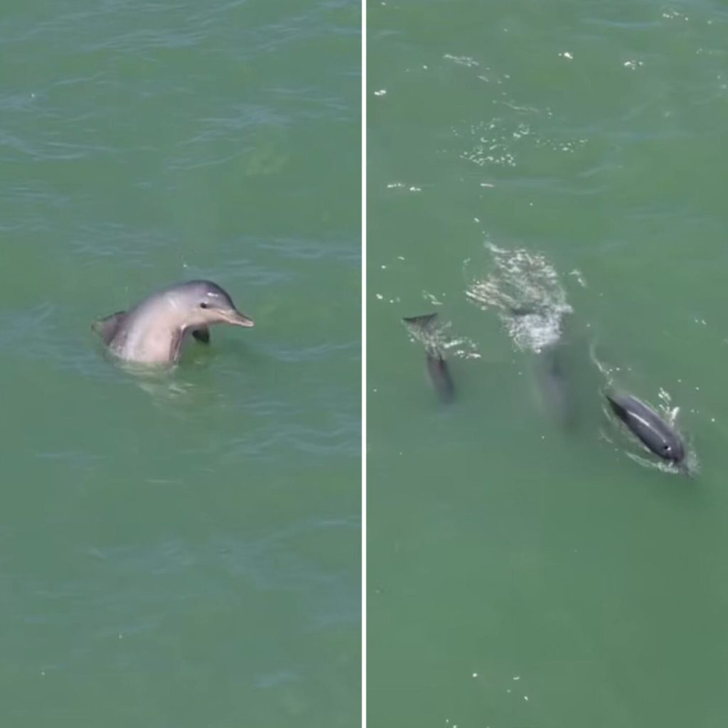 Golfinhos são flagrados na orla de Porto Seguro e encantam banhistas