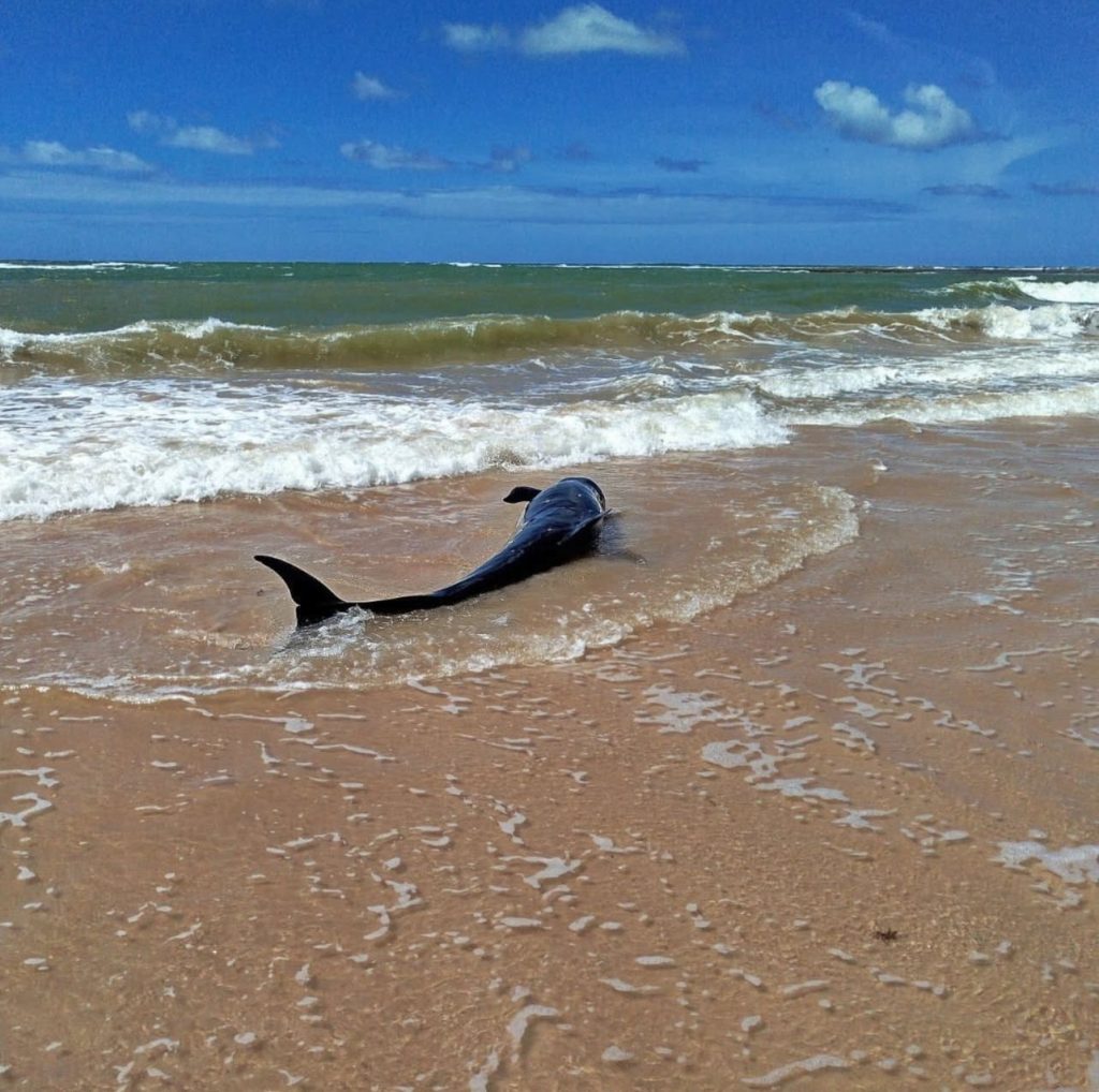 Falsa-Orca é resgatada por banhistas e comerciantes na costa da Bahia