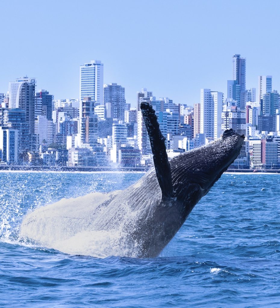 Projeto Baleia Jubarte realiza cruzeiro de pesquisa e registra 35 animais em Salvador