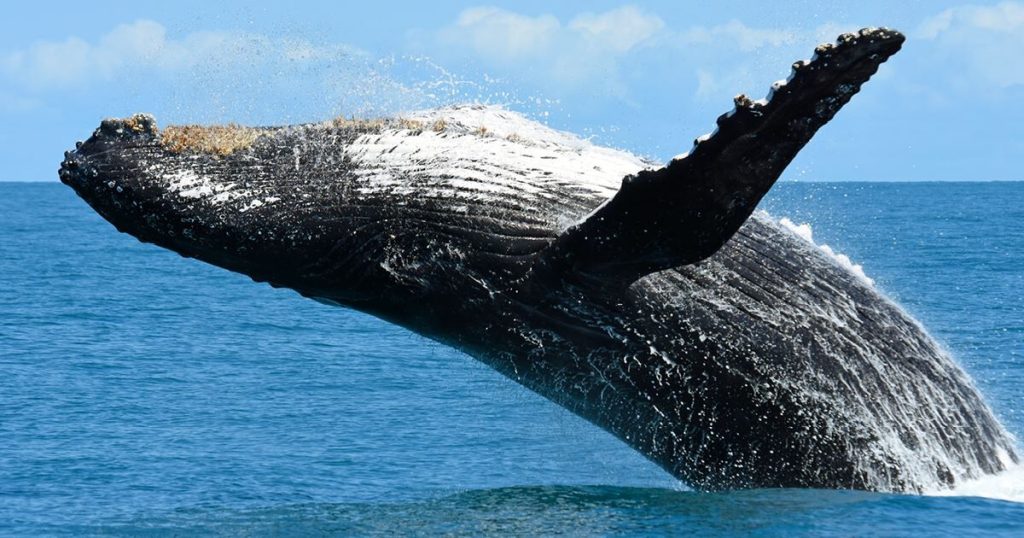 Pescador encontra baleia-jubarte morta no litoral do Rio de Janeiro; dourados estavam próximos à carcaça